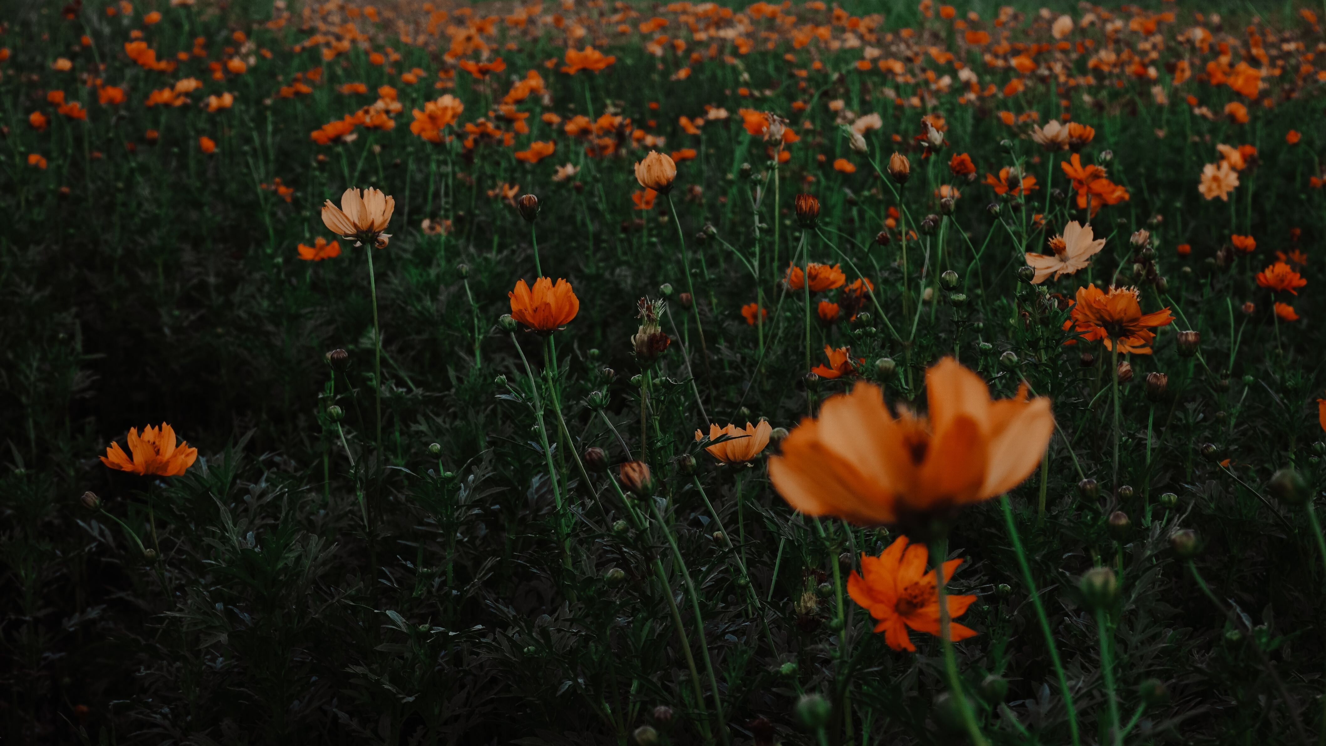 Яке свято 28 вересня Яке свято 28 вересня