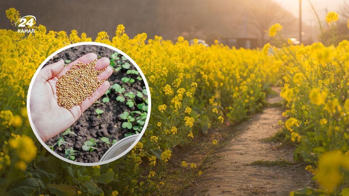 Что посеять на зиму, чтобы увеличить урожай - Lifestyle 24 Что посеять на зиму, чтобы увеличить урожай - Lifestyle 24