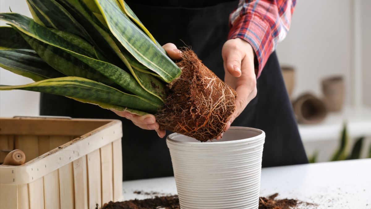 Пересадка комнатных растений осенью Пересадка комнатных растений осенью