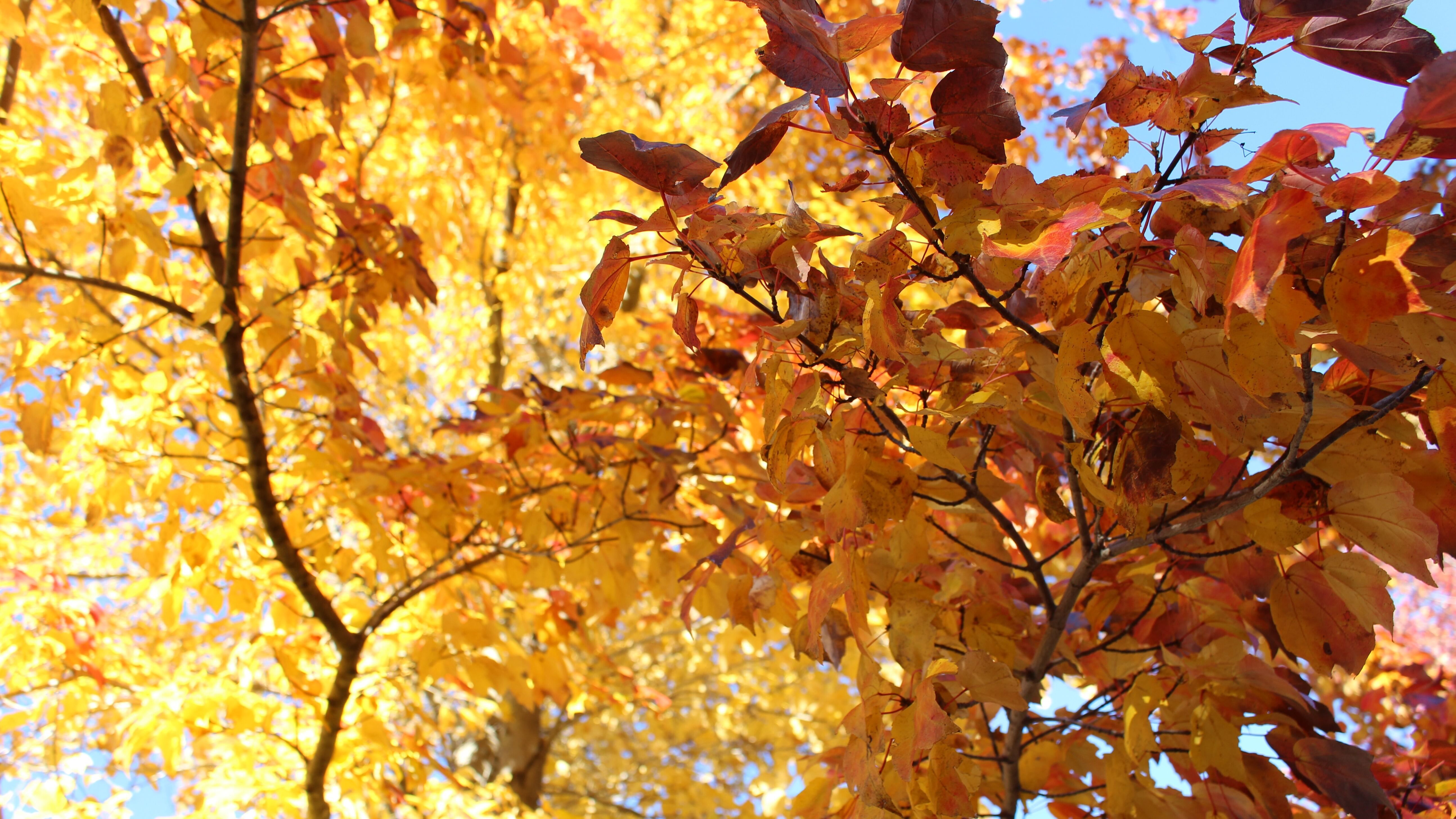 Какой праздник 29 сентября Какой праздник 29 сентября