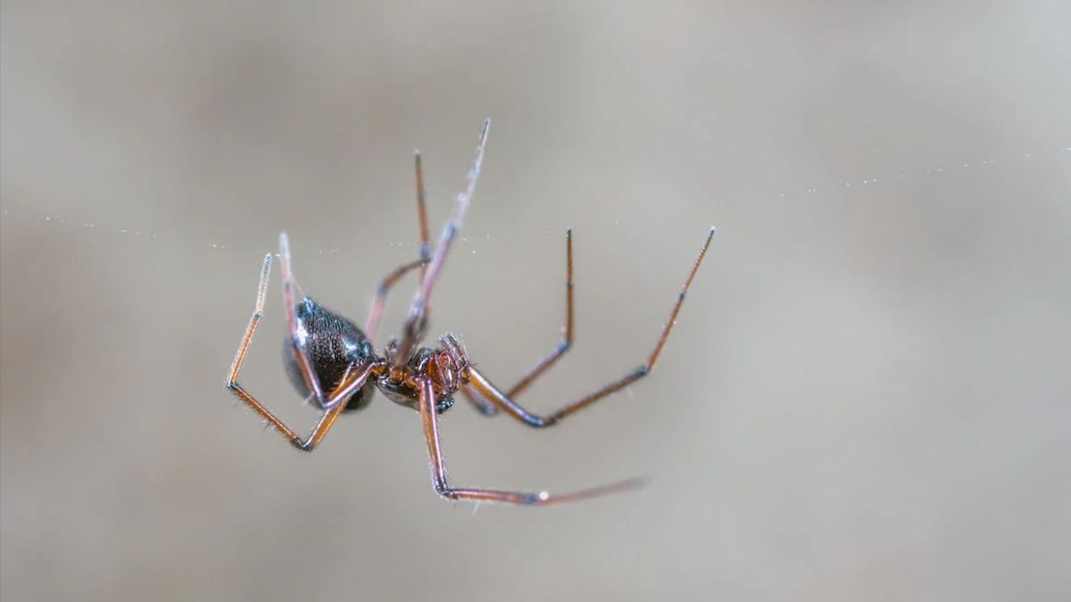 Как избавиться от пауков, не убивая их