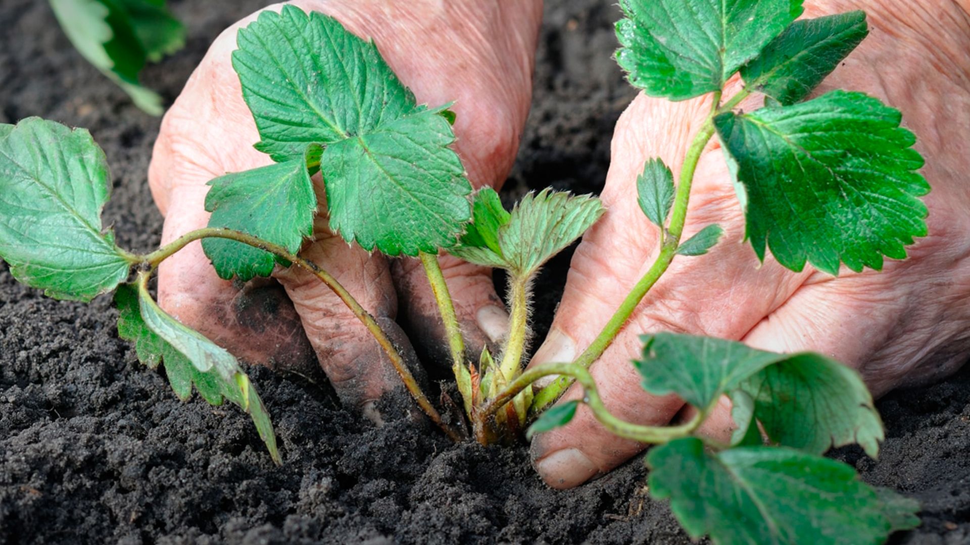 Как садить клубнику осенью Как садить клубнику осенью
