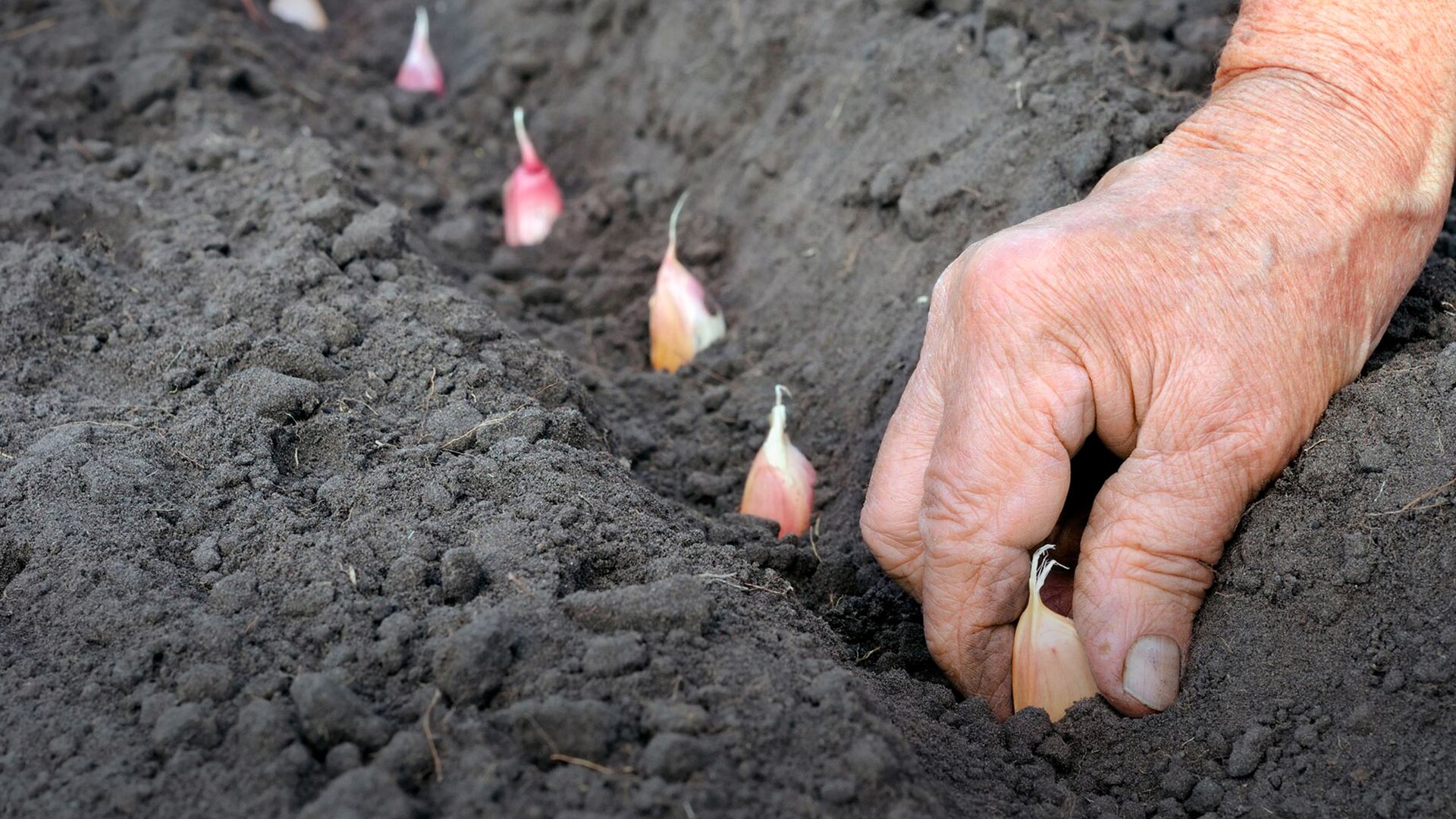 Озимий часник - Lifestyle 24 Озимий часник - Lifestyle 24