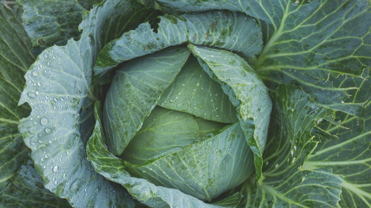 Де і як зберігати капусту Де і як зберігати капусту