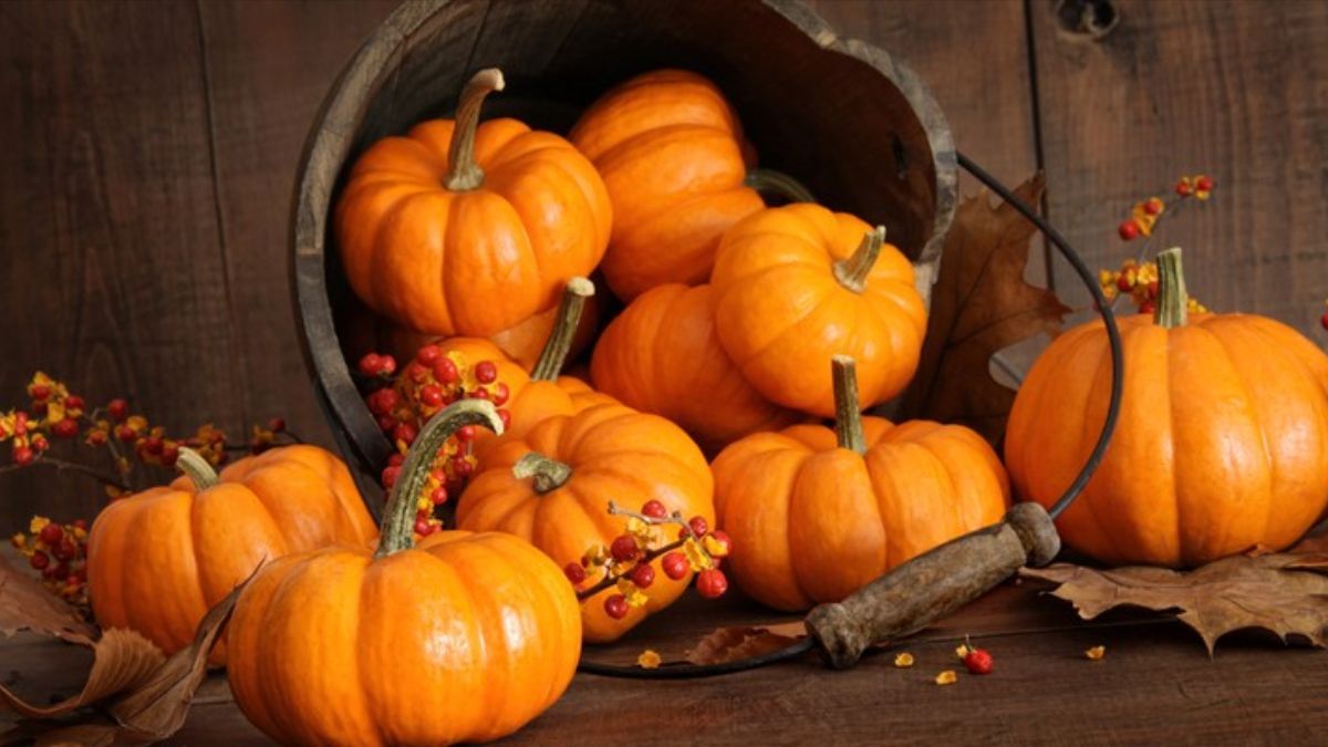Где хранить тыквы дома Где хранить тыквы дома