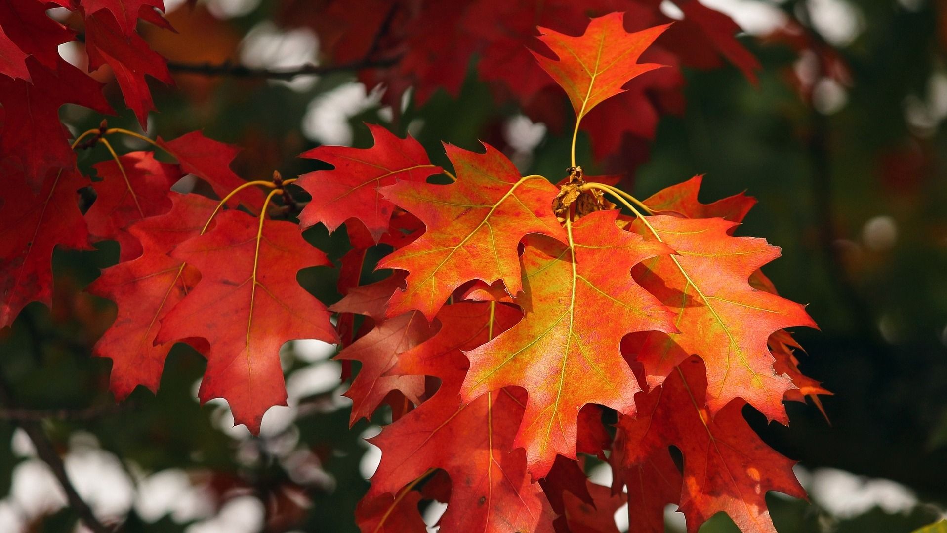 Какой праздник 3 октября Какой праздник 3 октября