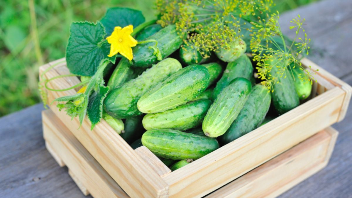 Сколько времени можно хранить огурцы в подвале Сколько времени можно хранить огурцы в подвале