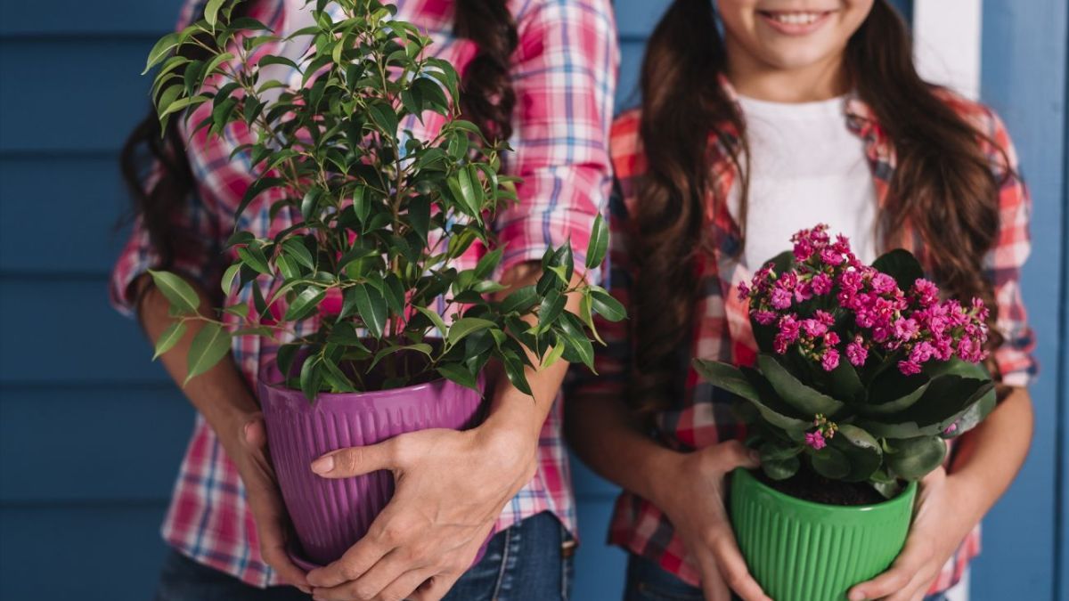 Чи можна дарувати і приймати квіти в горщиках Чи можна дарувати і приймати квіти в горщиках