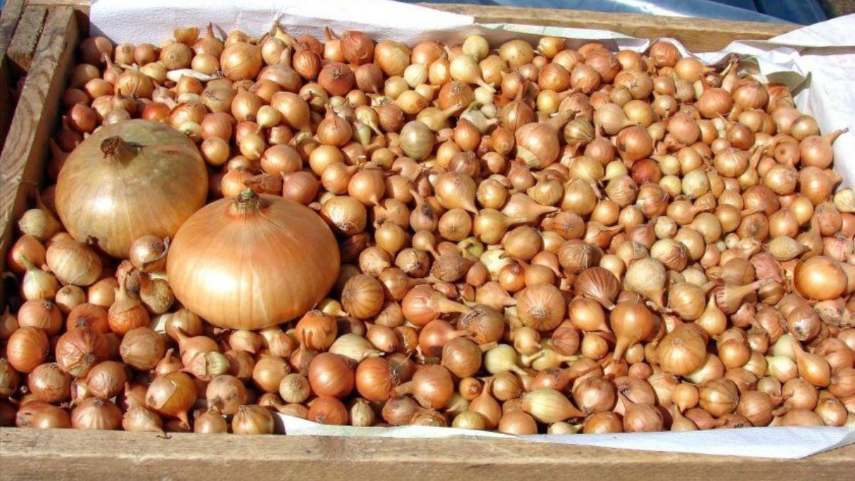 Как и где хранить лук-севок Как и где хранить лук-севок