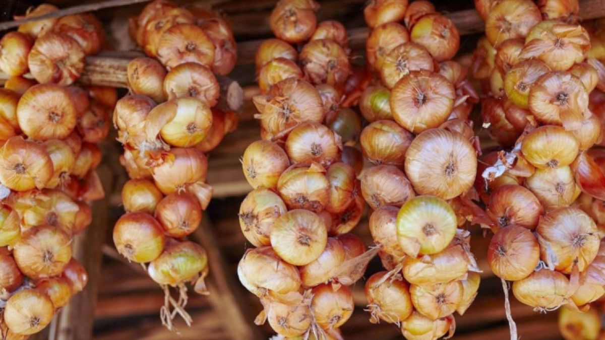 Як і де зберігати цибулю Як і де зберігати цибулю