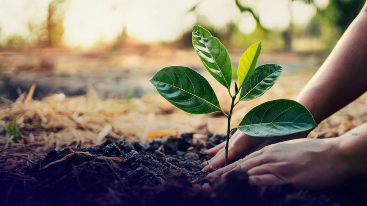 Какие растения нельзя сажать осенью - Lifestyle 24 Какие растения нельзя сажать осенью - Lifestyle 24