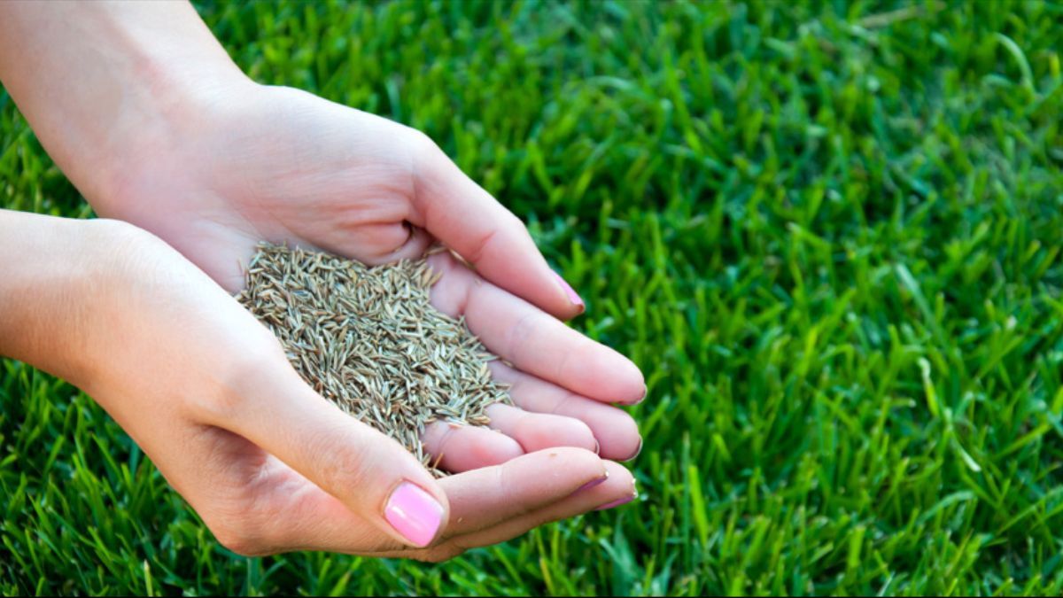 Посадка газона на осень Посадка газона на осень