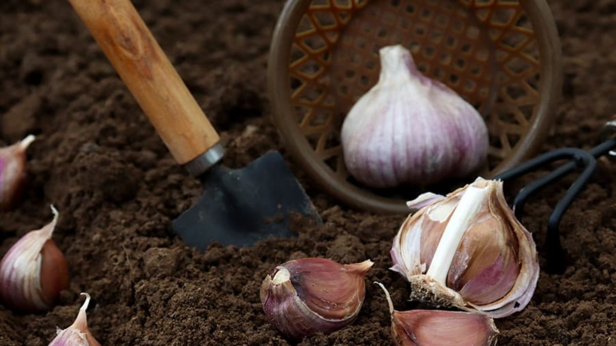 Як правильно вибрати часник для посадки Як правильно вибрати часник для посадки
