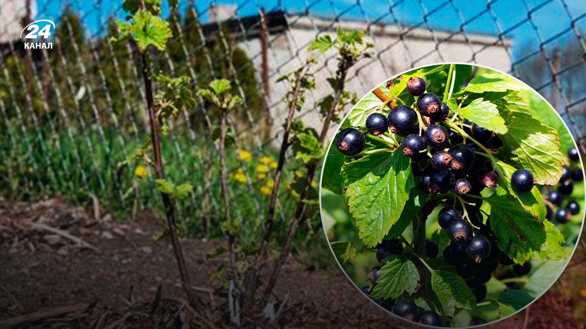 Как сажать смородину - Lifestyle 24 Как сажать смородину - Lifestyle 24