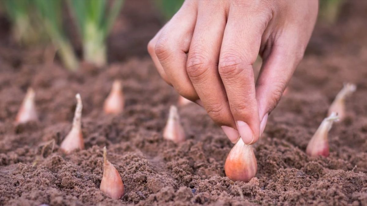 Когда и как сажать лук на зиму Когда и как сажать лук на зиму