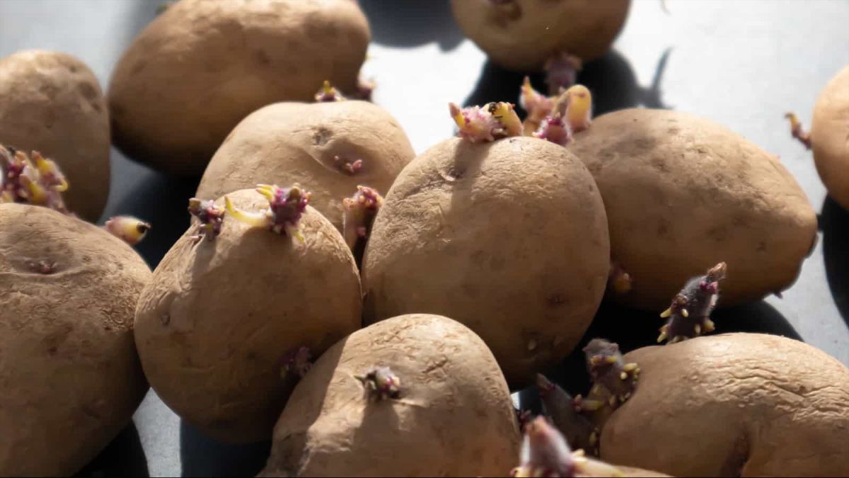 Как хранить картофель, чтобы он не прорастал
