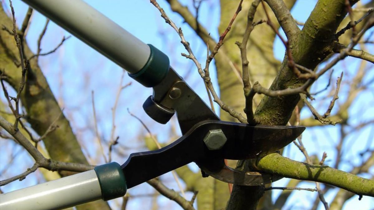 Какие деревья нужно подрезать в октябре Какие деревья нужно подрезать в октябре