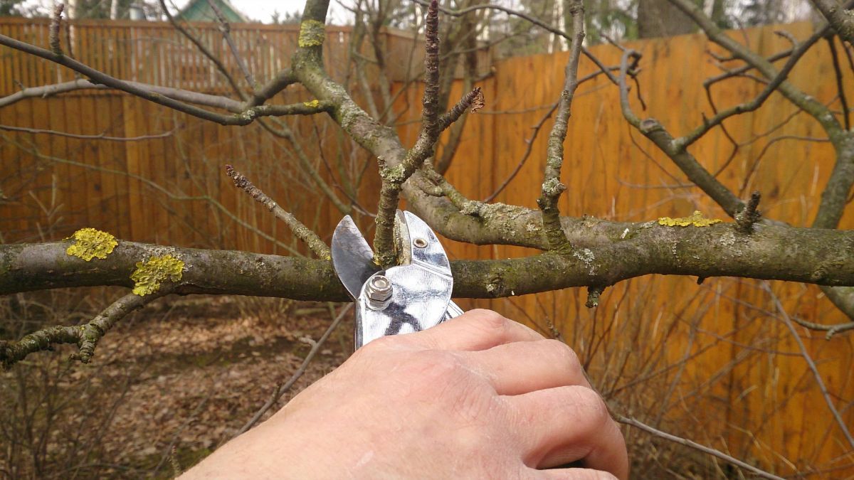 Можно ли обрезать яблоню в октябре Можно ли обрезать яблоню в октябре