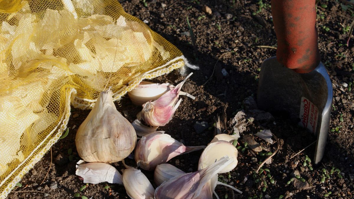 Після яких рослин не можна садити часник Після яких рослин не можна садити часник