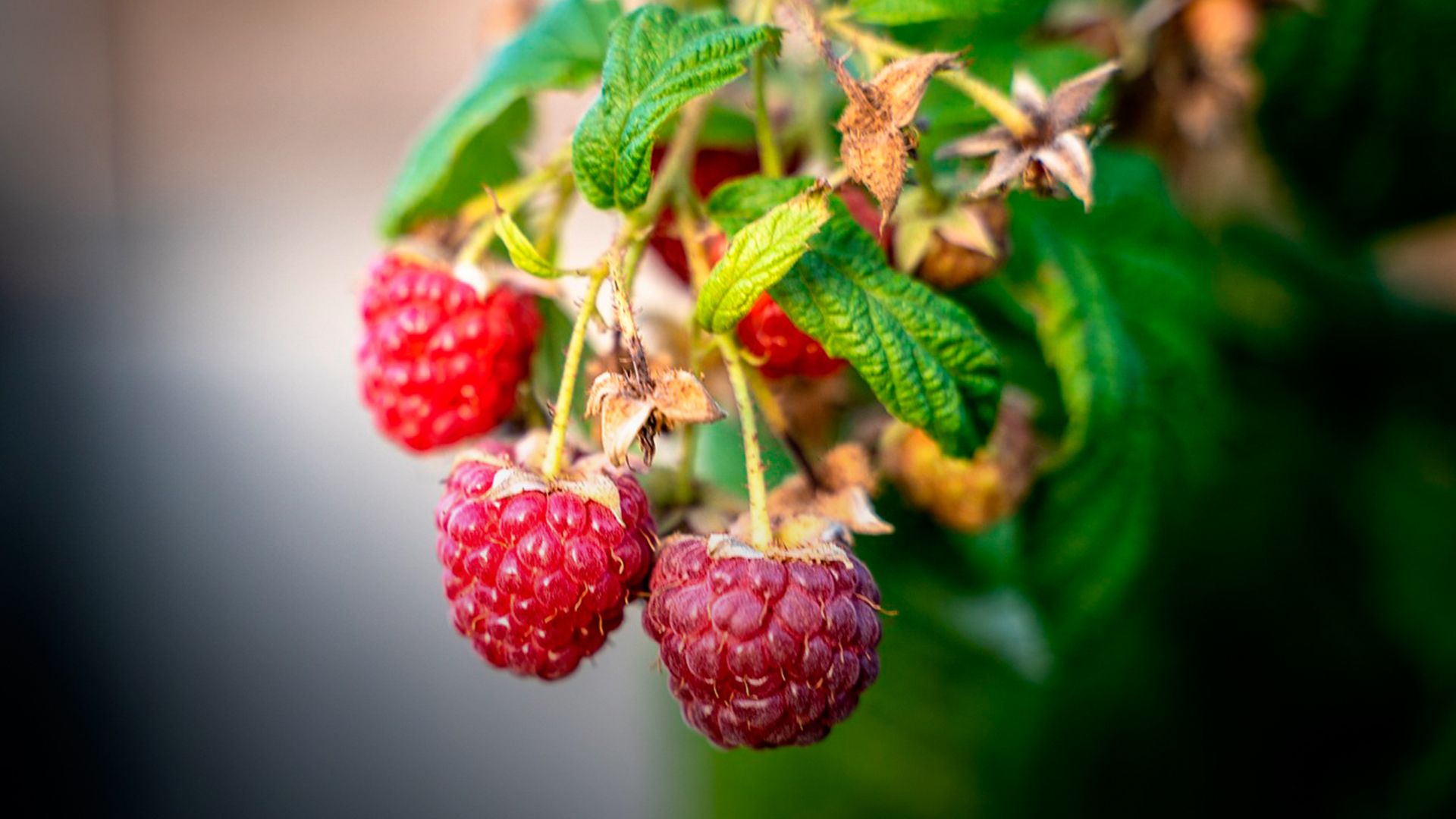 Малина Малина