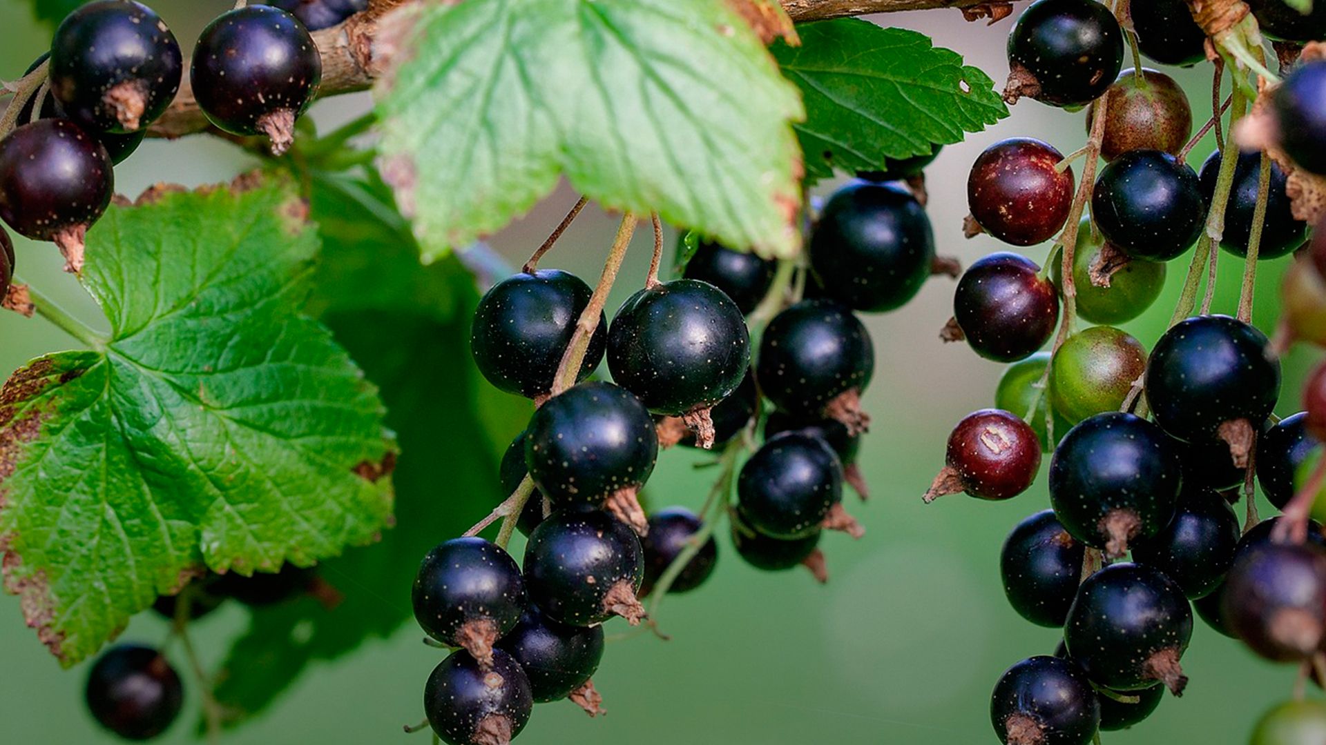 Смородина - Lifestyle 24 Смородина - Lifestyle 24