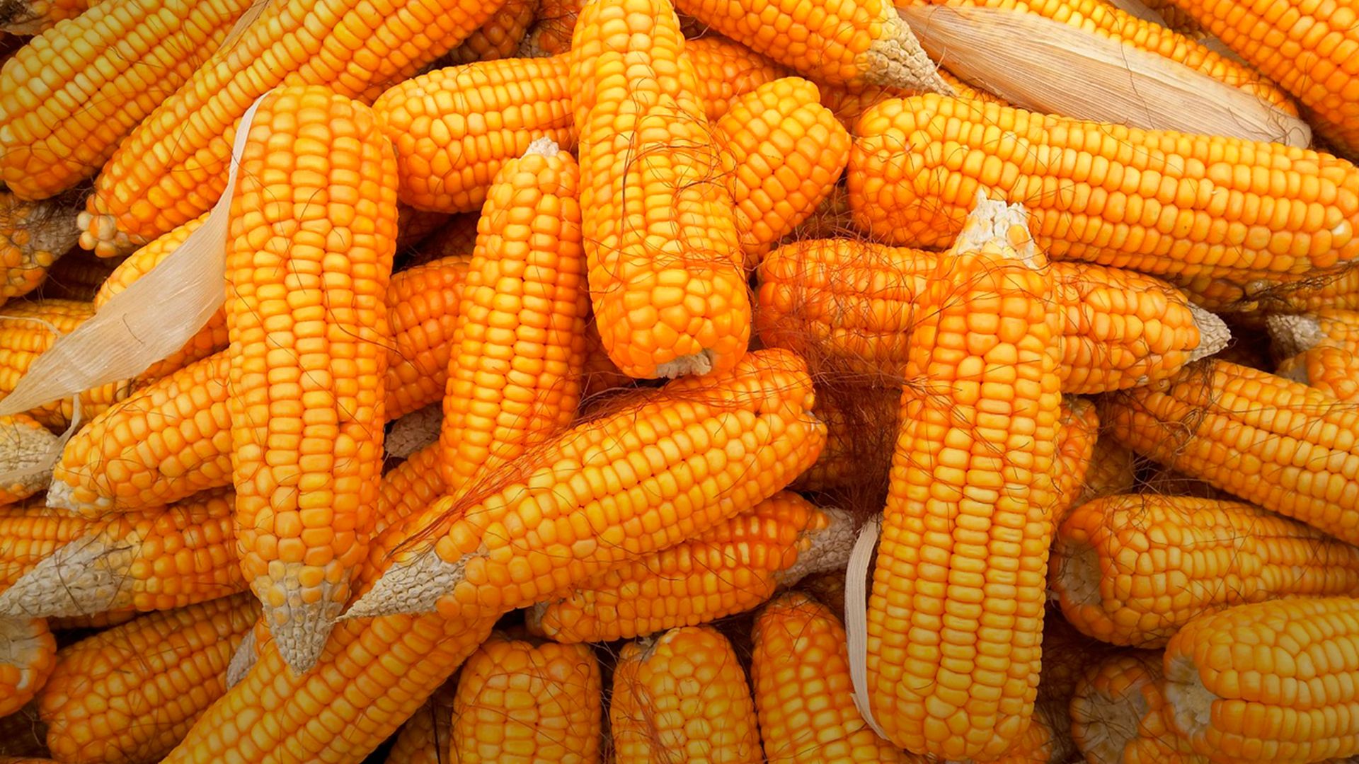 Когда собирать кукурузу - Lifestyle 24 Когда собирать кукурузу - Lifestyle 24