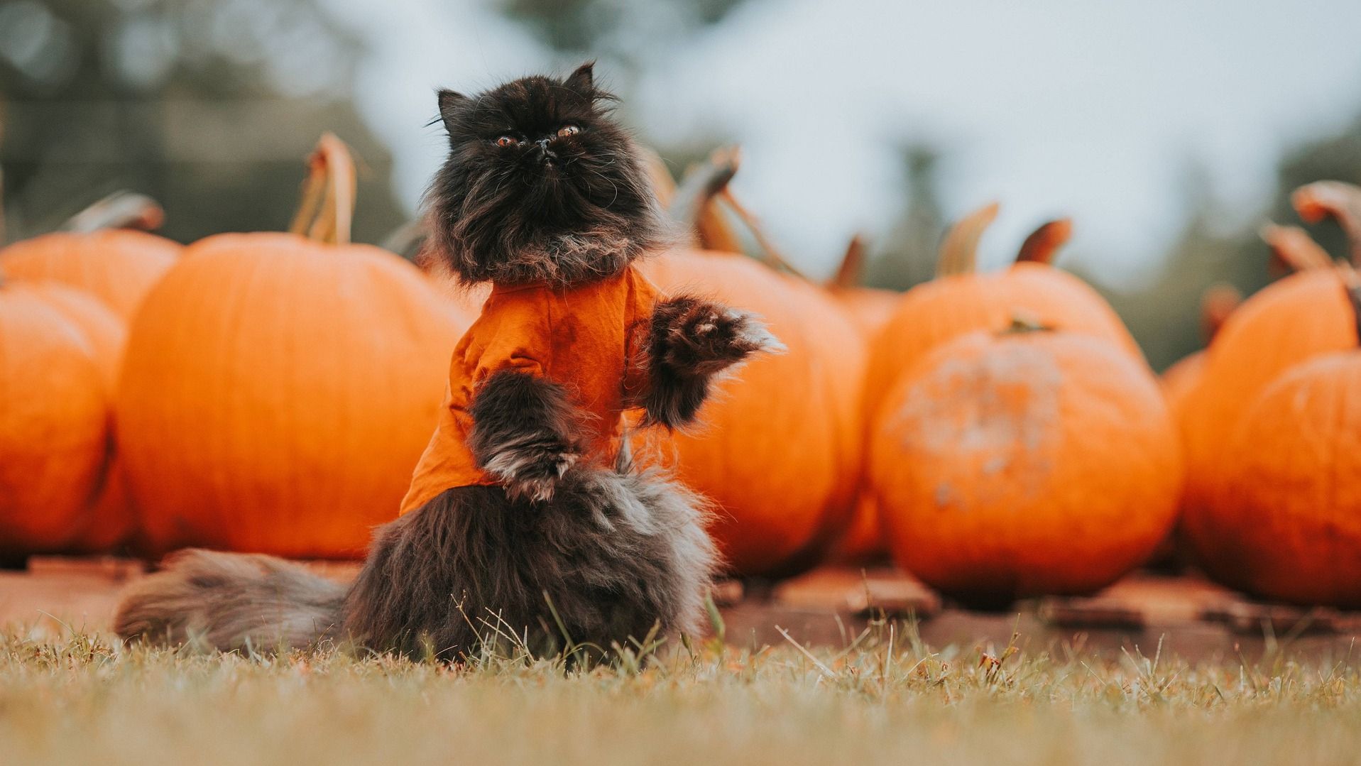 Какой праздник 9 октября Какой праздник 9 октября
