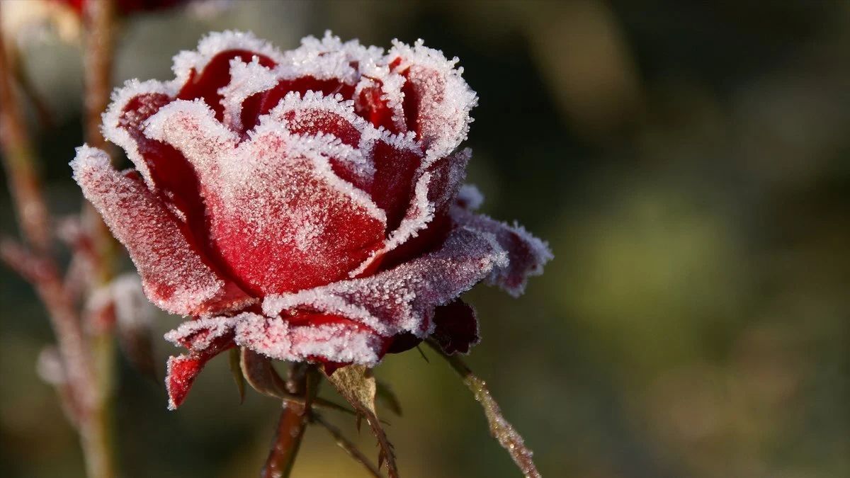 Что нужно сделать с розами перед зимой