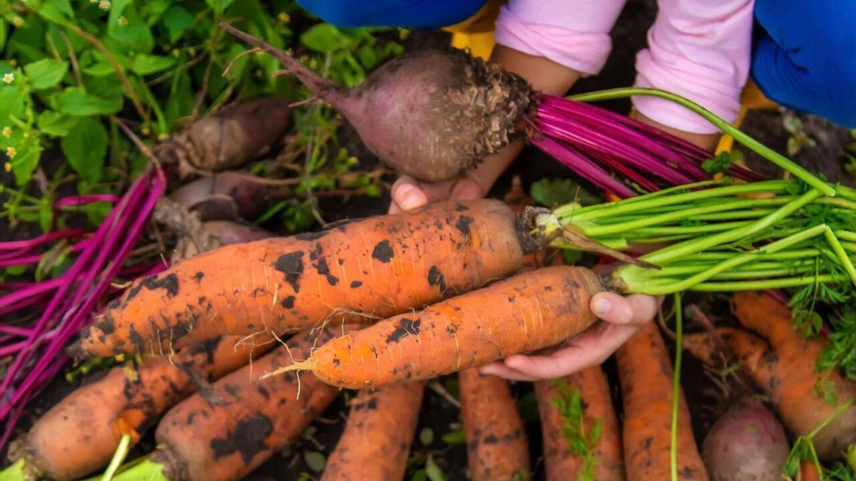 Когда выкапывать морковь и свёклу в 2023 году