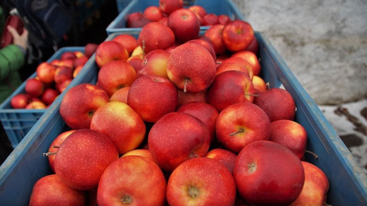 Как правильно собирать яблоки, чтобы они долго хранились