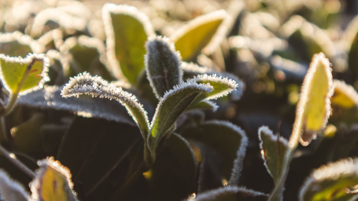 Как защитить растения от первых заморозков осенью