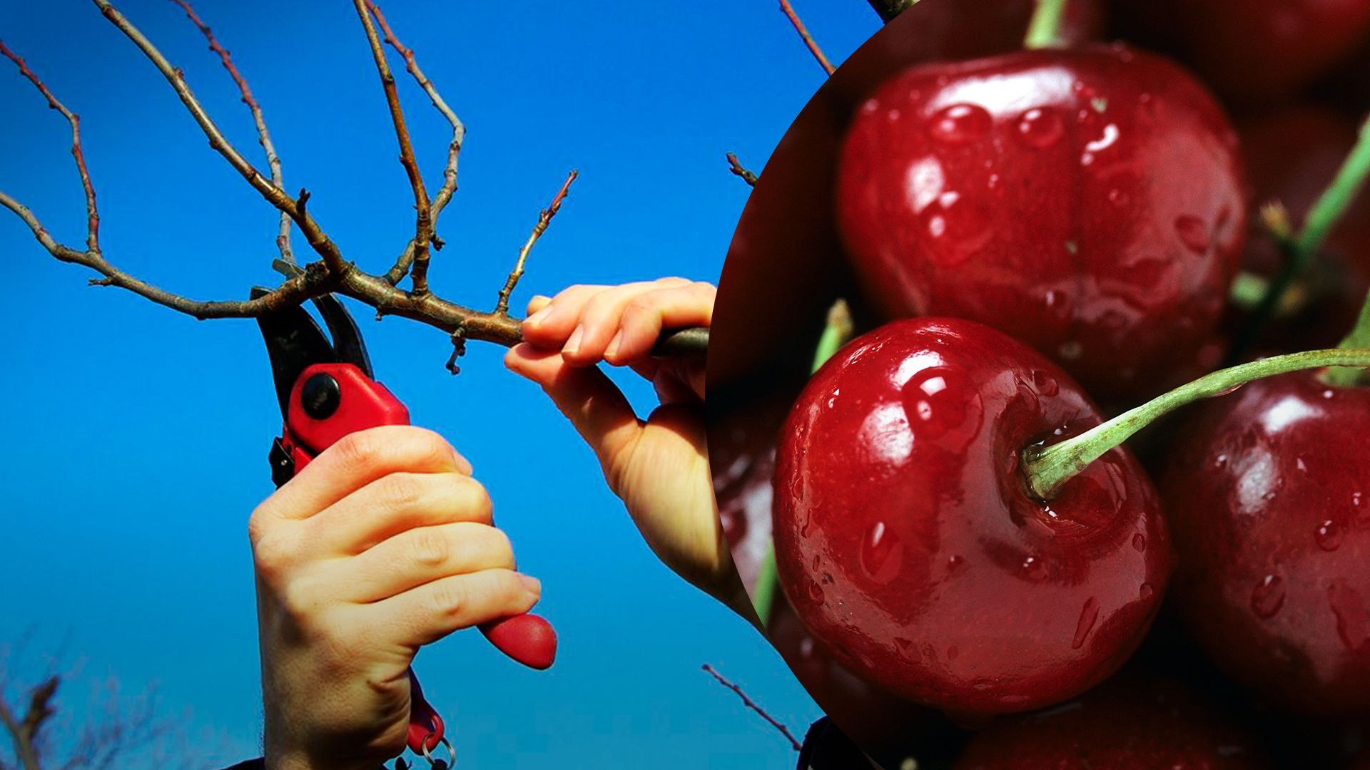 Як обрізати вишню - Lifestyle 24 Як обрізати вишню - Lifestyle 24