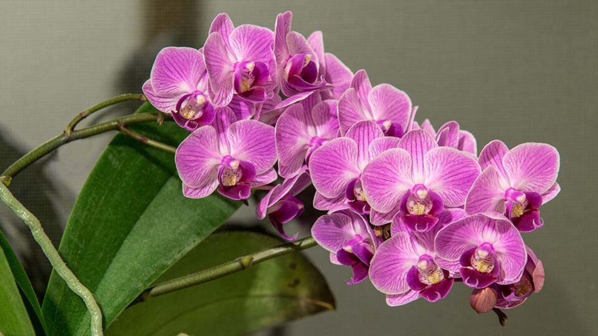 Что делать, когда орхидея перестала цвести
