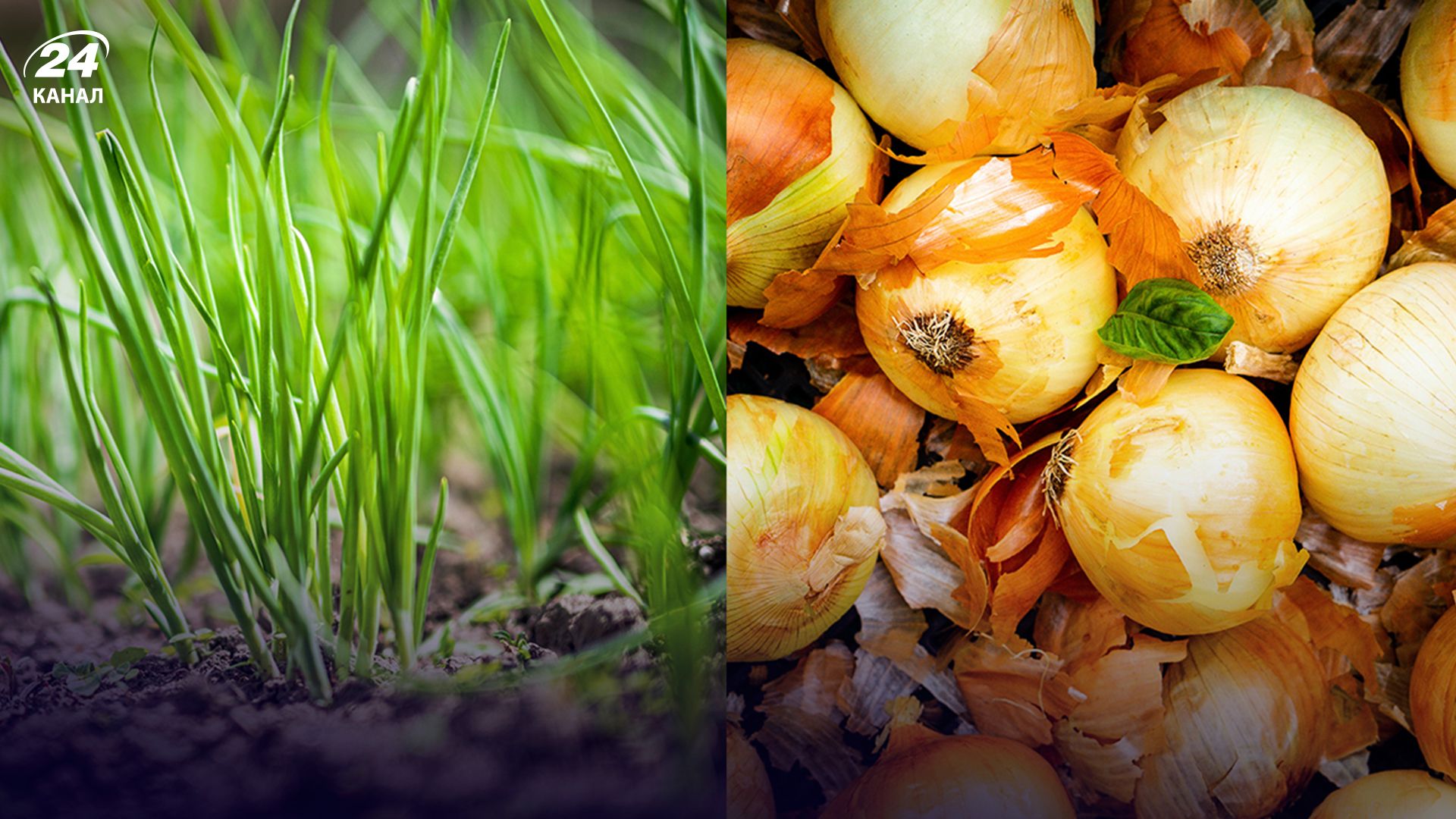 якими добривами не можна підживлювати цибулю - Lifestyle 24 якими добривами не можна підживлювати цибулю - Lifestyle 24