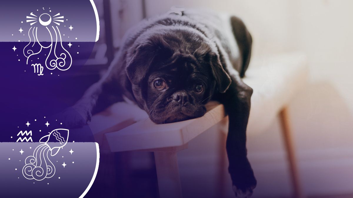 Самые ленивые знаки зодиака Самые ленивые знаки зодиака