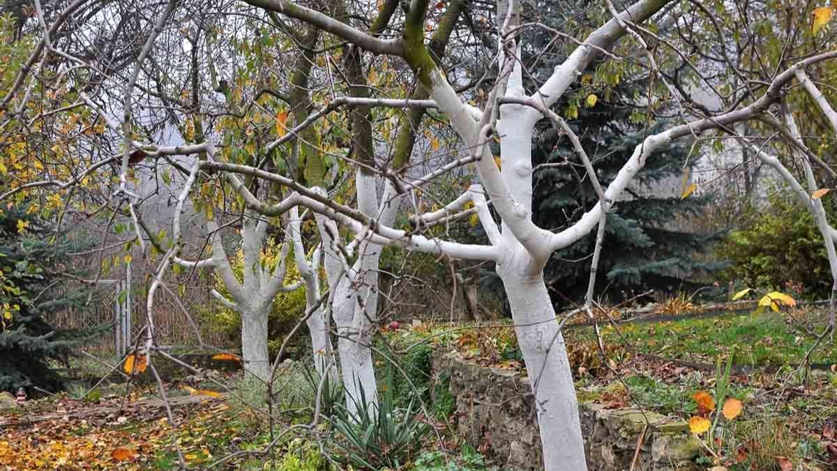Можно ли белить деревья осенью Можно ли белить деревья осенью