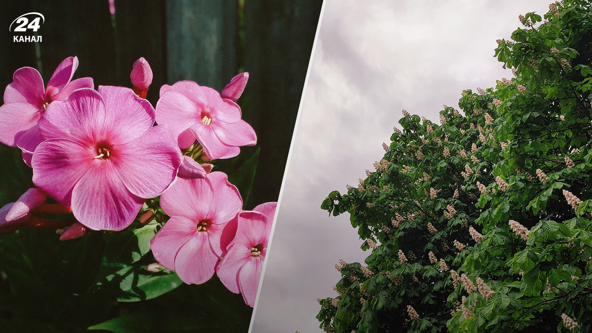 Які рослини не можна садити в саду - Lifestyle 24 Які рослини не можна садити в саду - Lifestyle 24