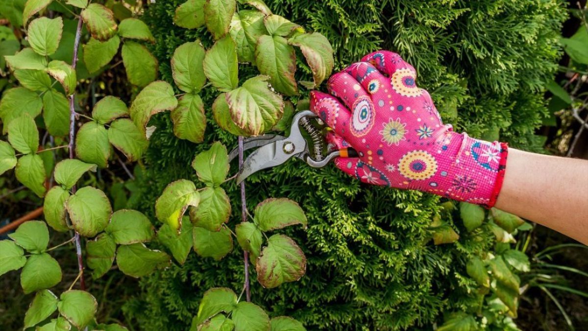 Как обрезать малину Как обрезать малину