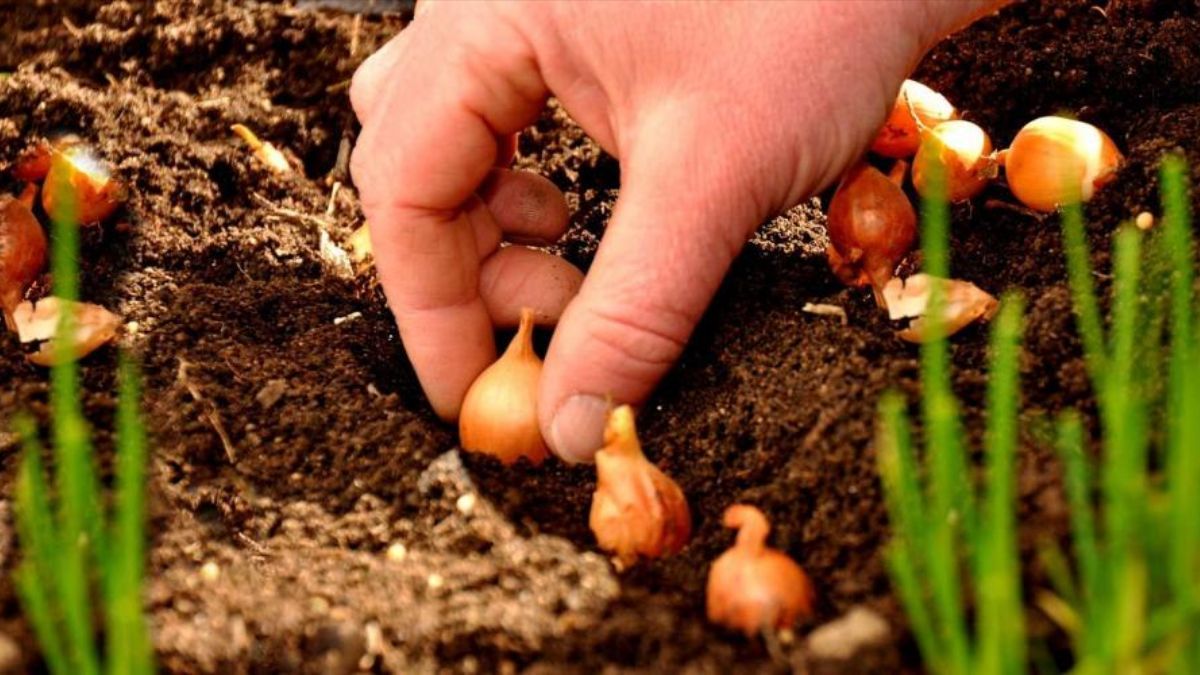 Какие сорта лука подходят для посадки на зиму Какие сорта лука подходят для посадки на зиму