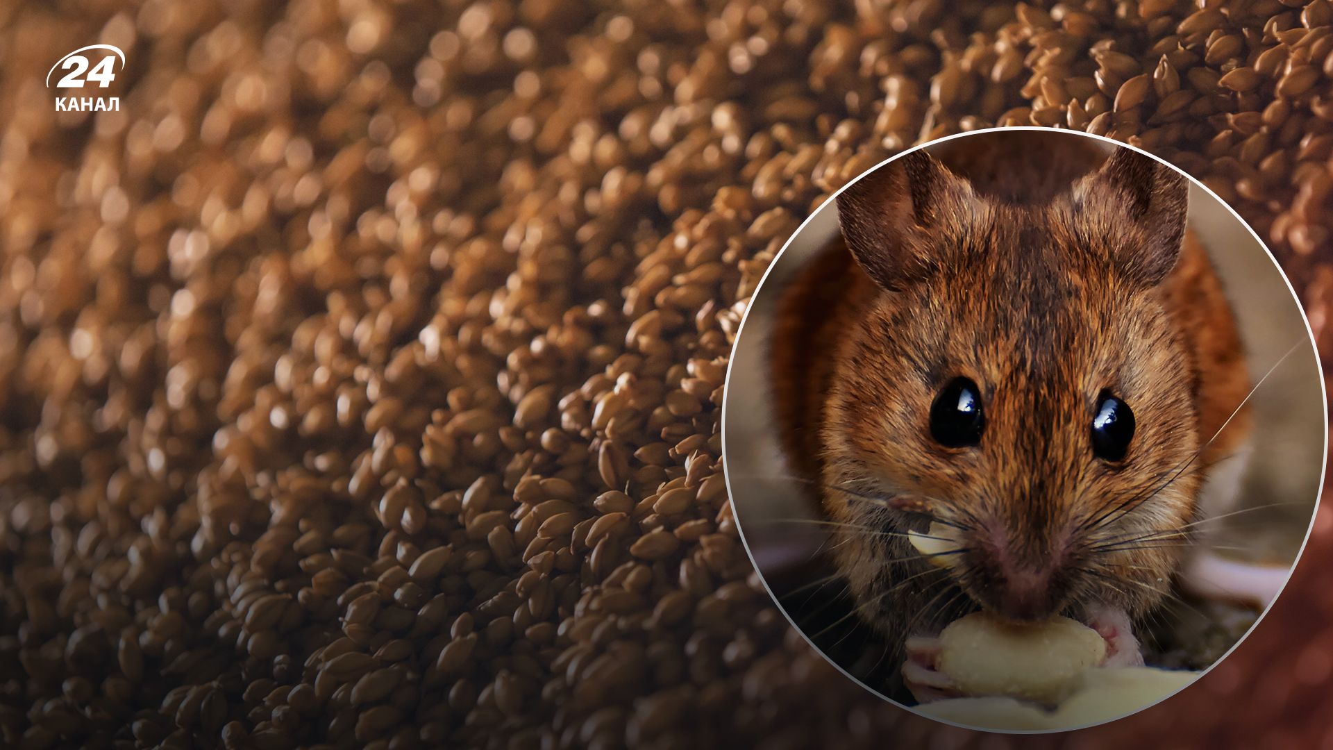 Як боротися з гризунами - Lifestyle 24 Як боротися з гризунами - Lifestyle 24