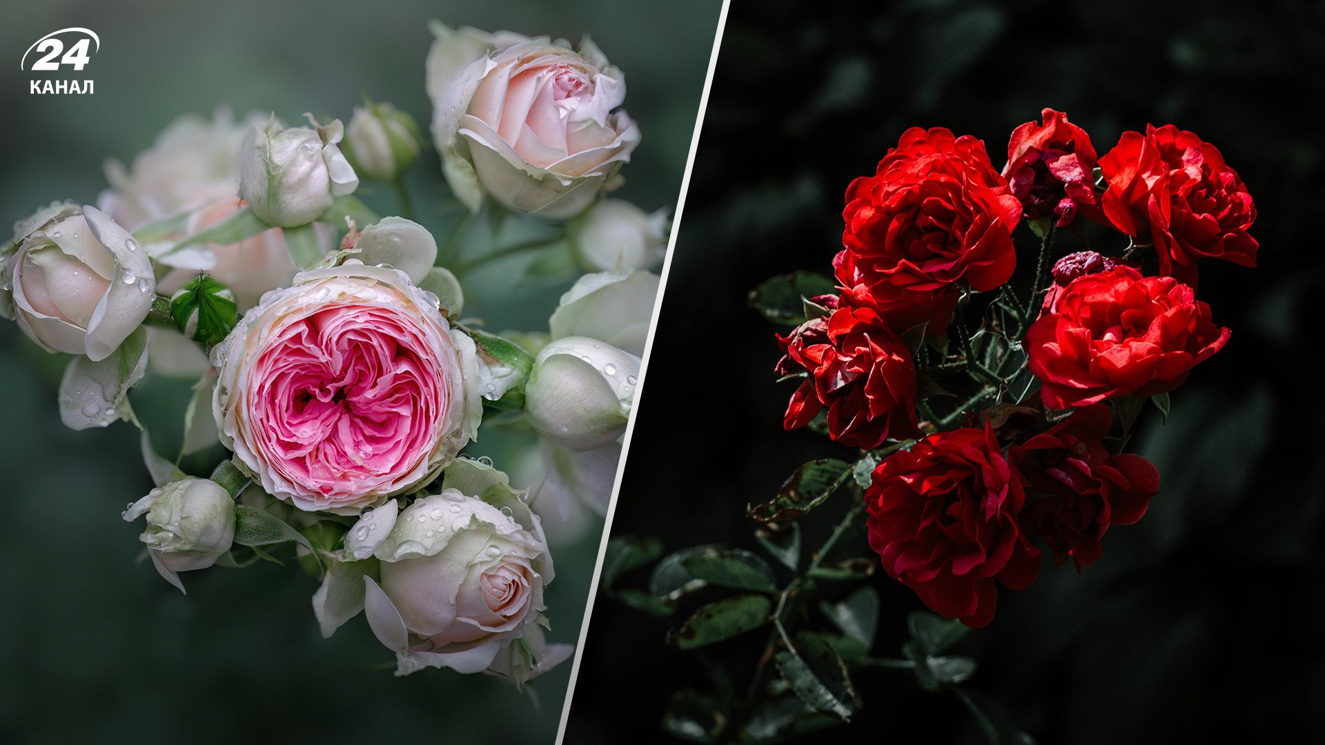 Что нельзя делать с розами осенью - Lifestyle 24 Что нельзя делать с розами осенью - Lifestyle 24