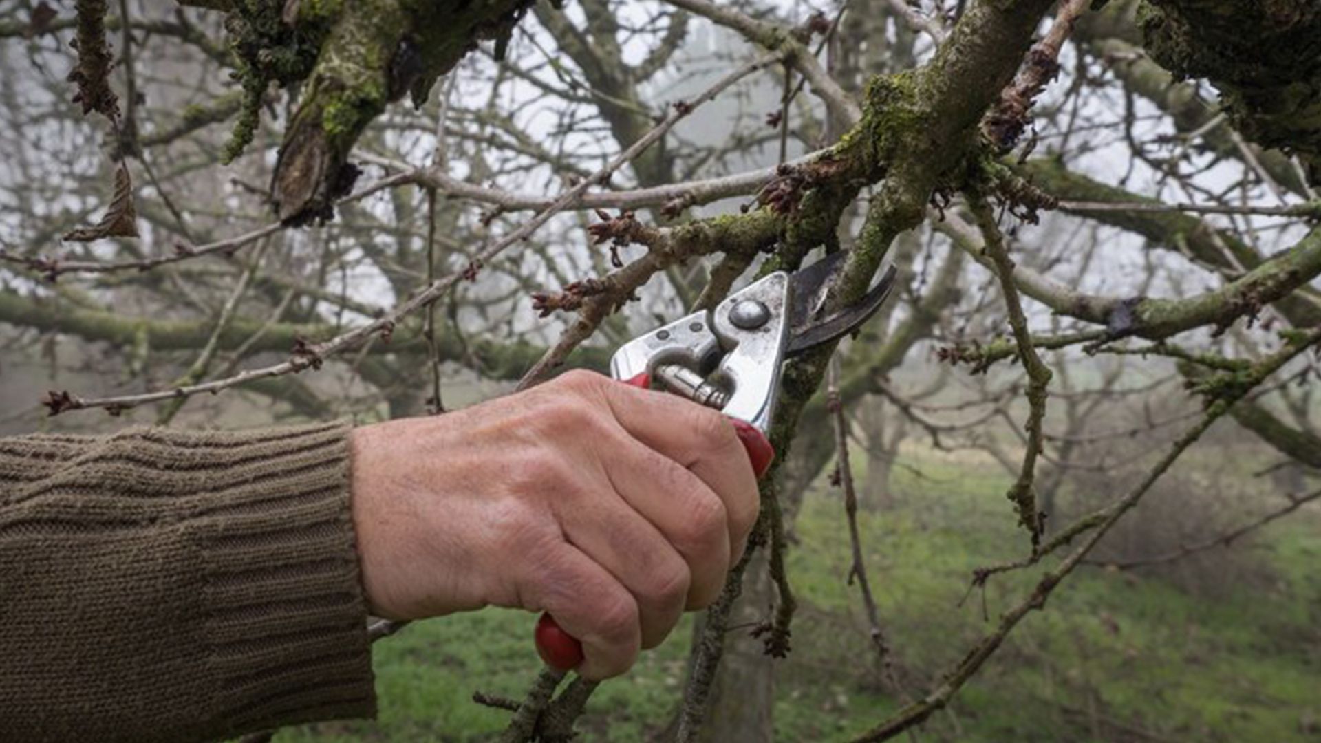 Какие деревья нельзя обрезать в октябре - Lifestyle 24 Какие деревья нельзя обрезать в октябре - Lifestyle 24