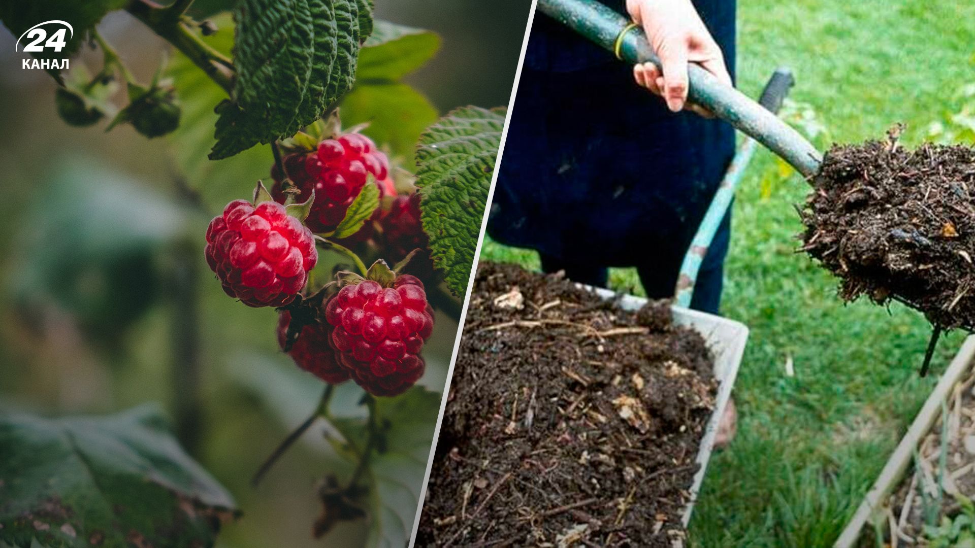 Підживлення малини восени - Lifestyle 24 Підживлення малини восени - Lifestyle 24