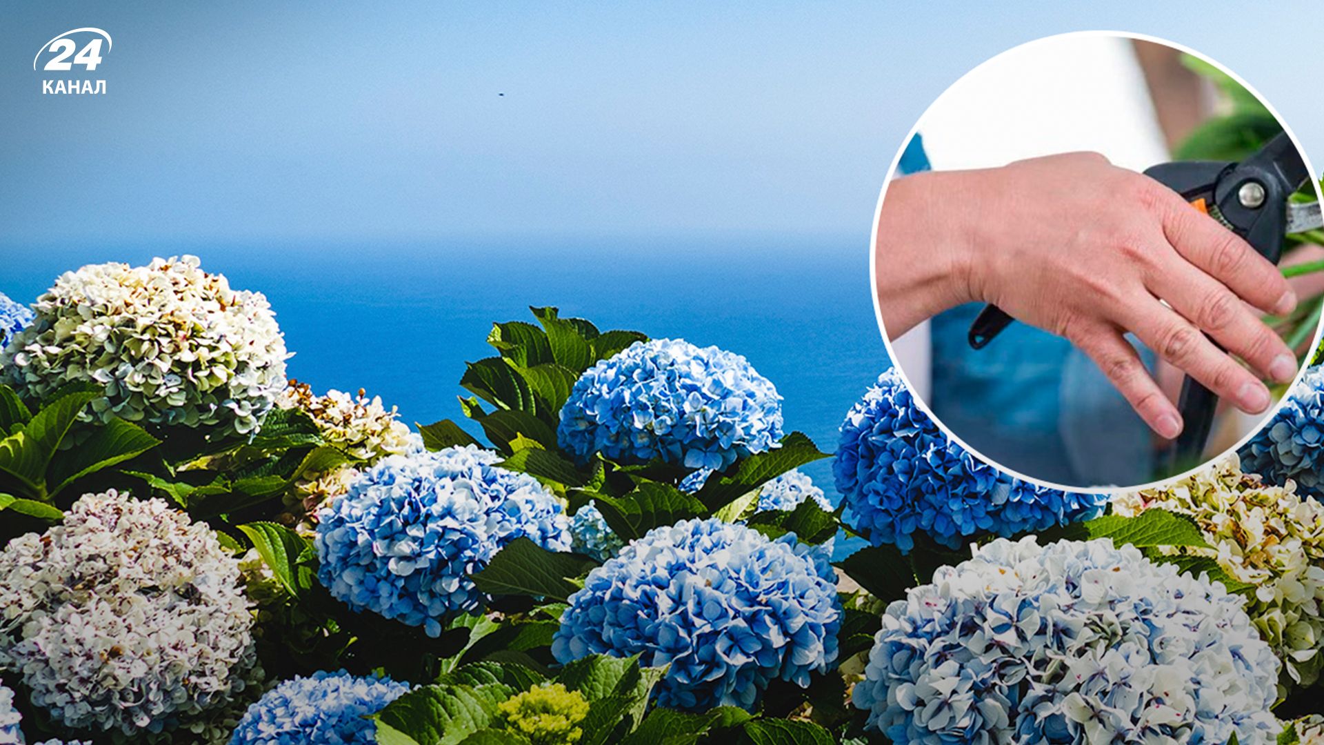 Почему нельзя обрезать гортензии осенью - Lifestyle 24 Почему нельзя обрезать гортензии осенью - Lifestyle 24