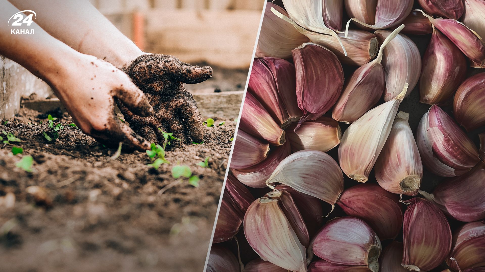 Чем подкормить землю перед озимым чесноком - Lifestyle 24 Чем подкормить землю перед озимым чесноком - Lifestyle 24