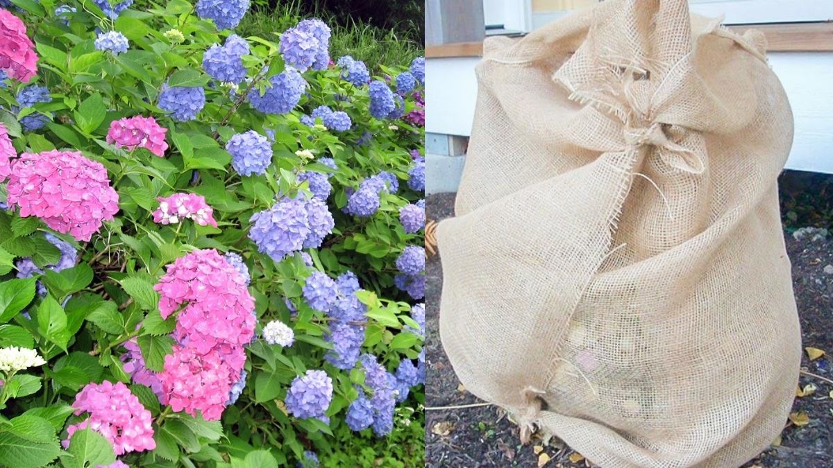 Чим укрити гортензію на зиму, щоб вона пережила заморозки Чим укрити гортензію на зиму, щоб вона пережила заморозки