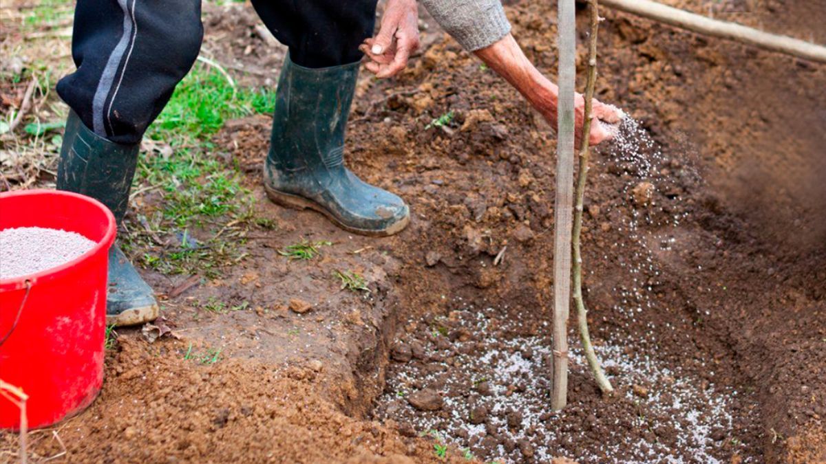 Чим полити яблуню до настання заморозків Чим полити яблуню до настання заморозків