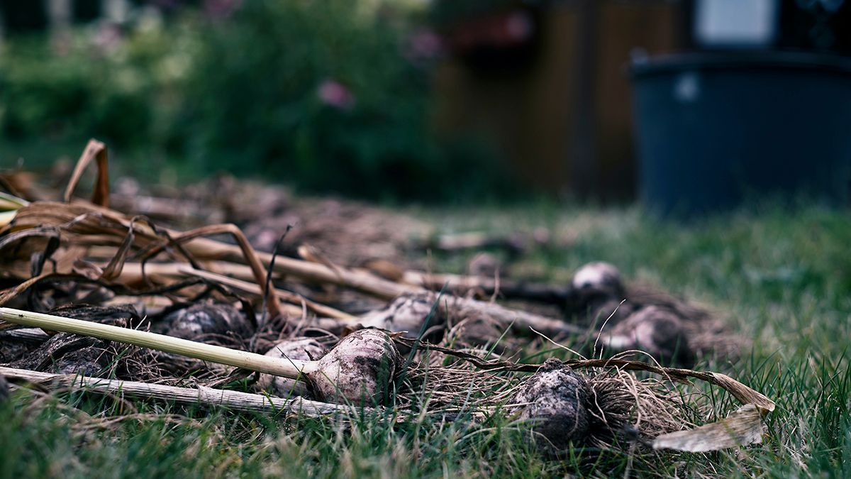 Озимые растения Озимые растения