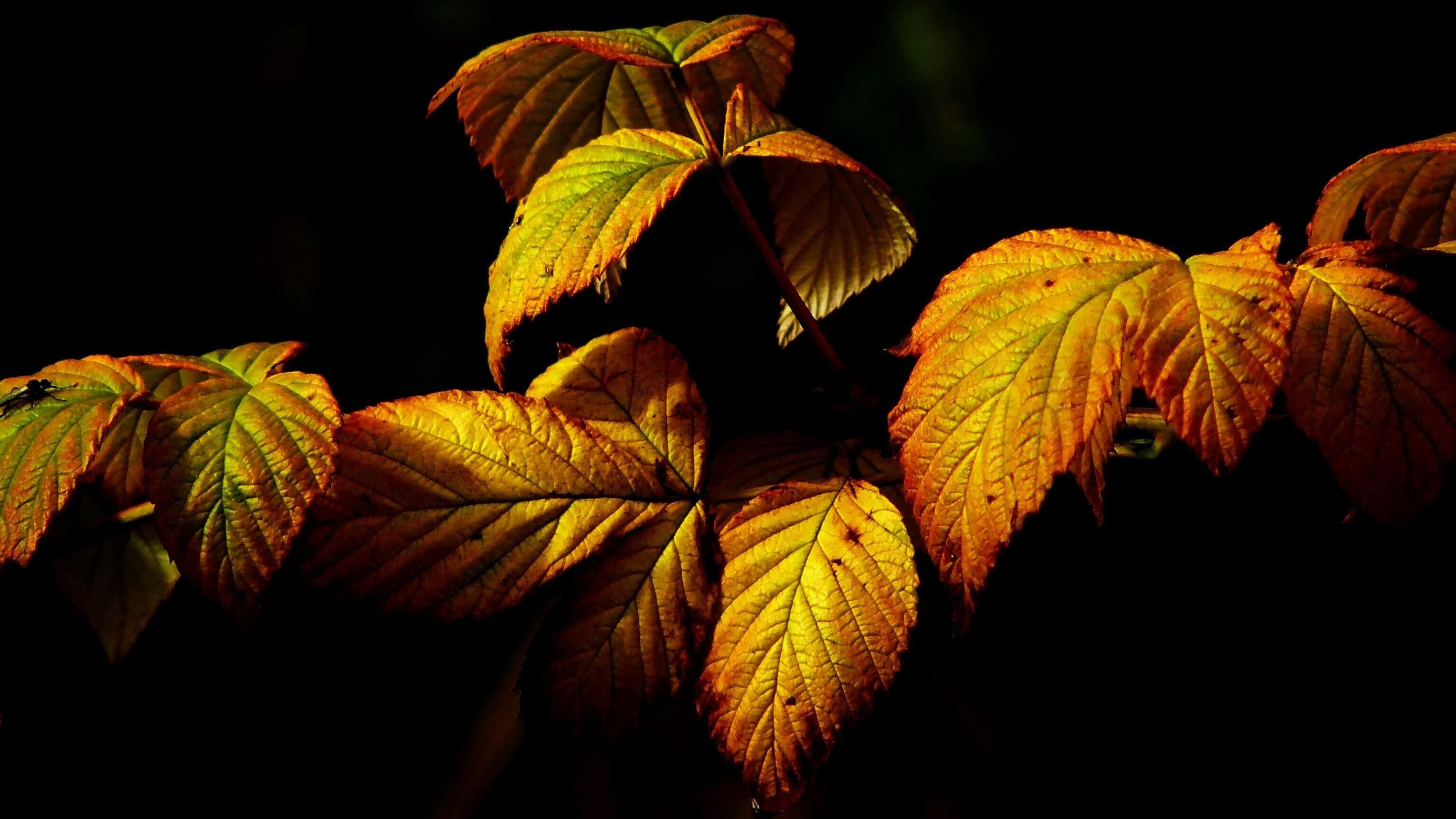 Яке свято 17 жовтня Яке свято 17 жовтня