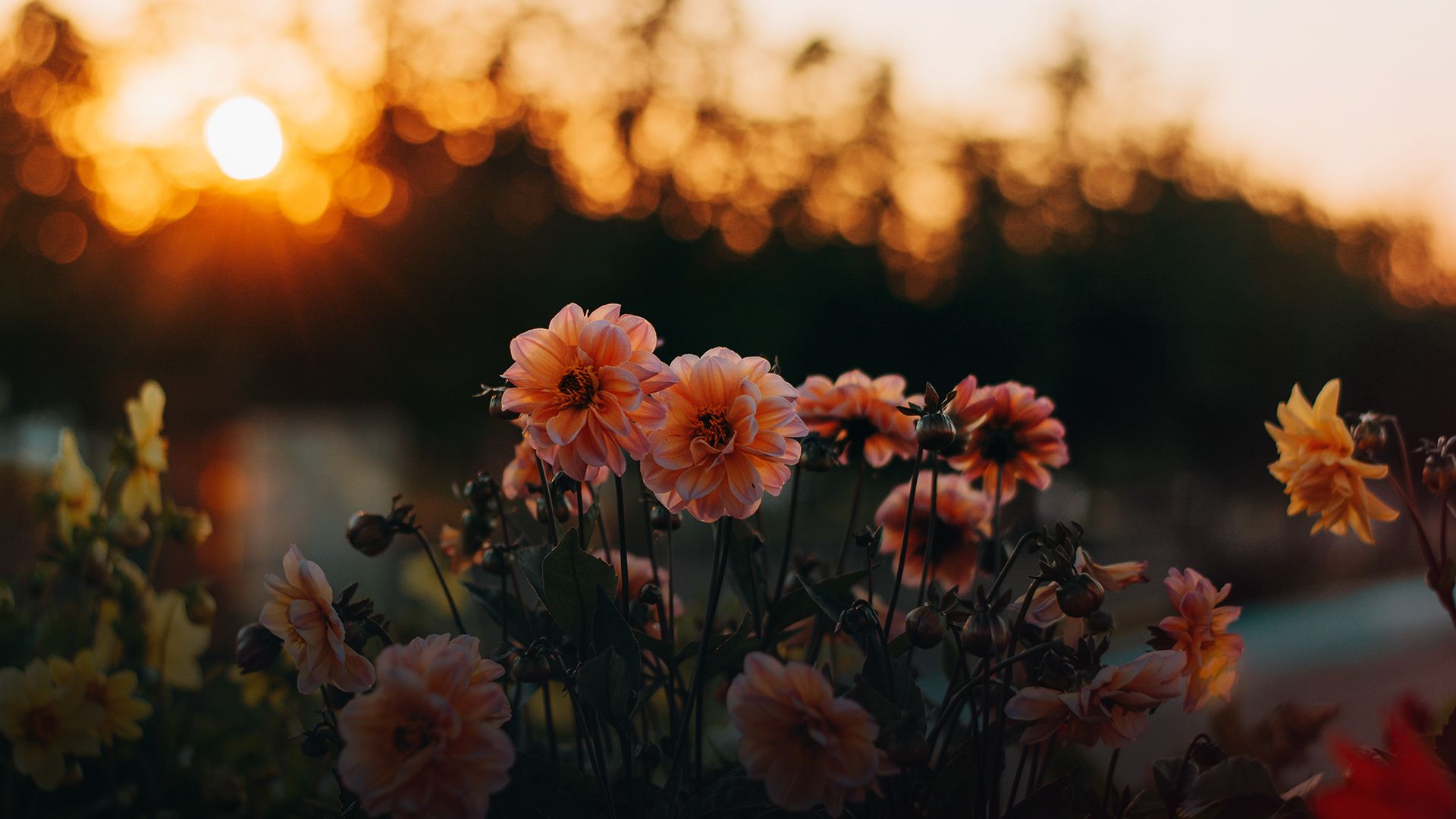 какие цветы нельзя сажать на зиму - Lifestyle 24 какие цветы нельзя сажать на зиму - Lifestyle 24